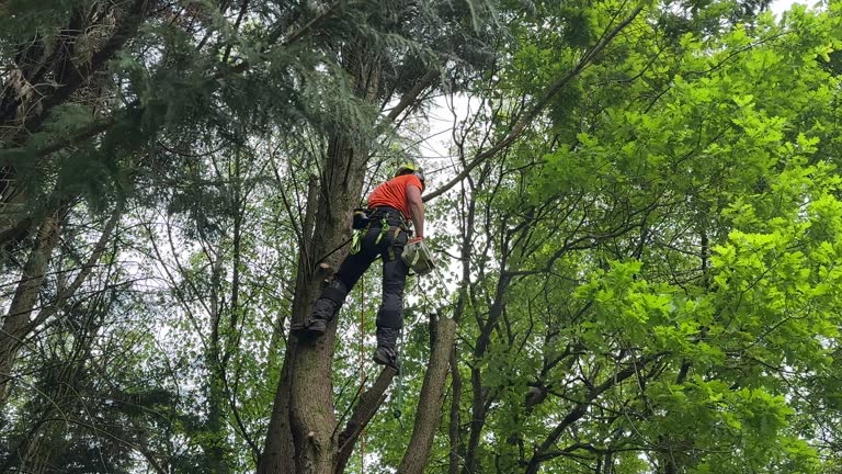 Best Tree Trimming and Pruning  in Port Monmouth, NJ